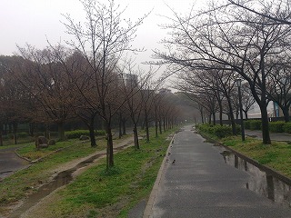 雨上がりの毛馬桜之宮公園