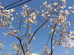 春、らんまん