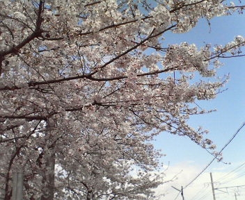 美しい桜の季節