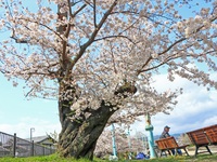 桜花と暮らす