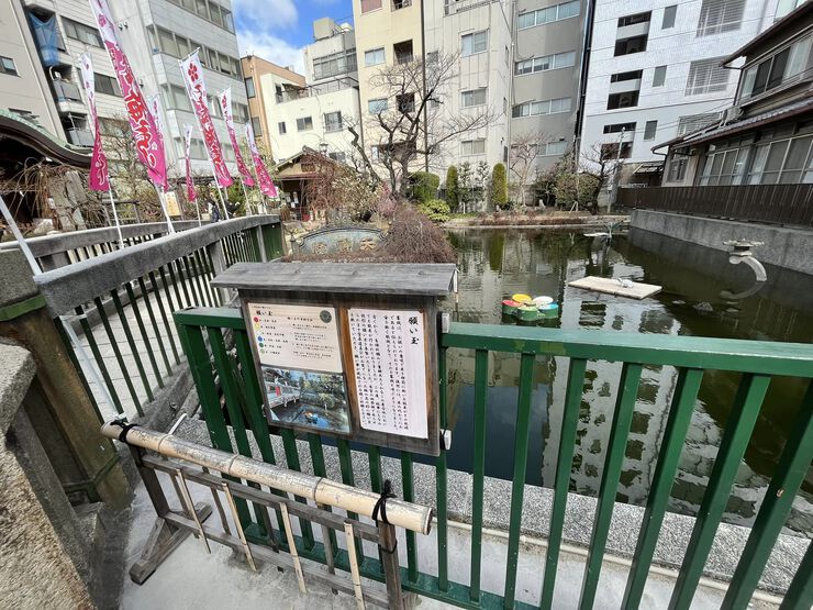 まもなく星合の池の梅が満開になりますよ~ まもなく星合の池の梅が満開になりますよ~