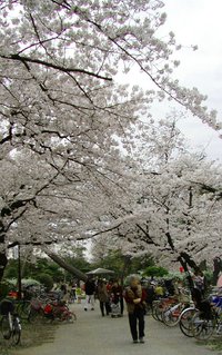住吉公園　わずかな期間の満開の桜