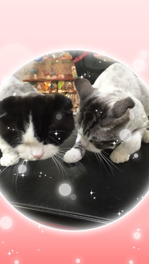 猫 トリミング 吹田市 ペットハウス TOTORO