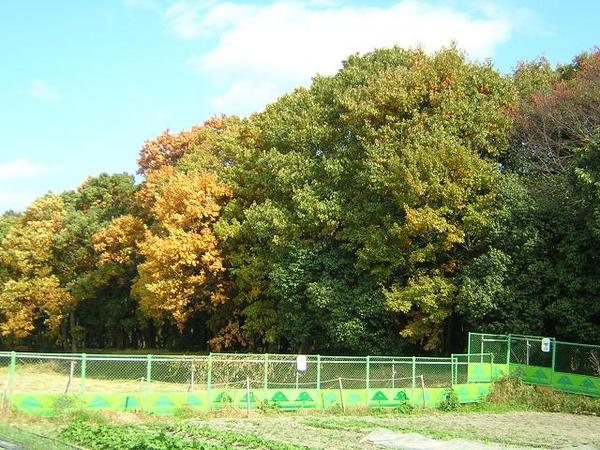 紅葉する今城塚と市庁舎