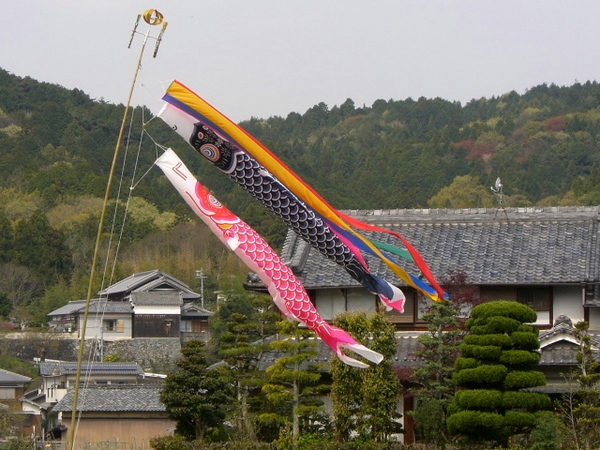 間もなく鯉のぼりの季節です。