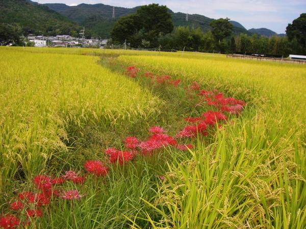 秋本番です。