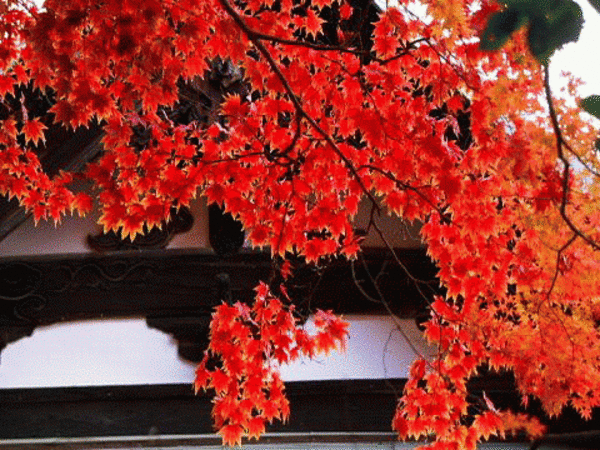 お早く!今年の神峰山寺の紅葉
