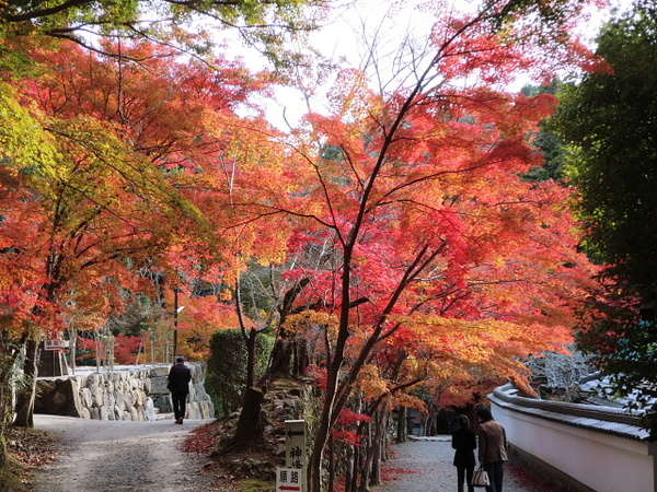 神峰山の紅葉