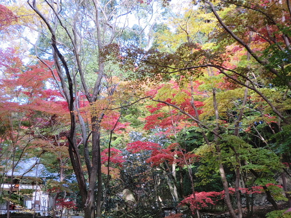 神峰山の紅葉