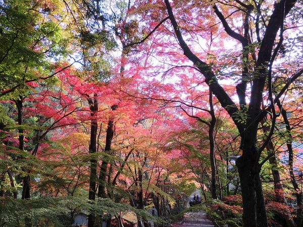 神峰山の紅葉
