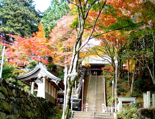 晩秋のまぶしい紅葉を観賞