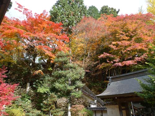 晩秋のまぶしい紅葉を観賞