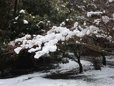 早春の雪降り