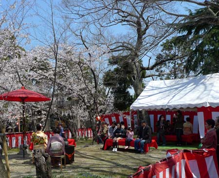 桜の花の下で野点を楽しむ!!