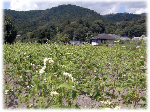 ”高槻とかいなか”原で「ソバの花」が咲きはじめました