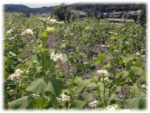 ”高槻とかいなか”原で「ソバの花」が咲きはじめました