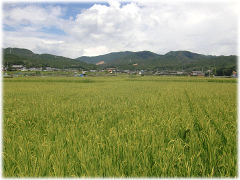 ”高槻とかいなか”原で「ソバの花」が咲きはじめました