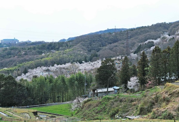 城山の棚田から見る摂津峡桜公園