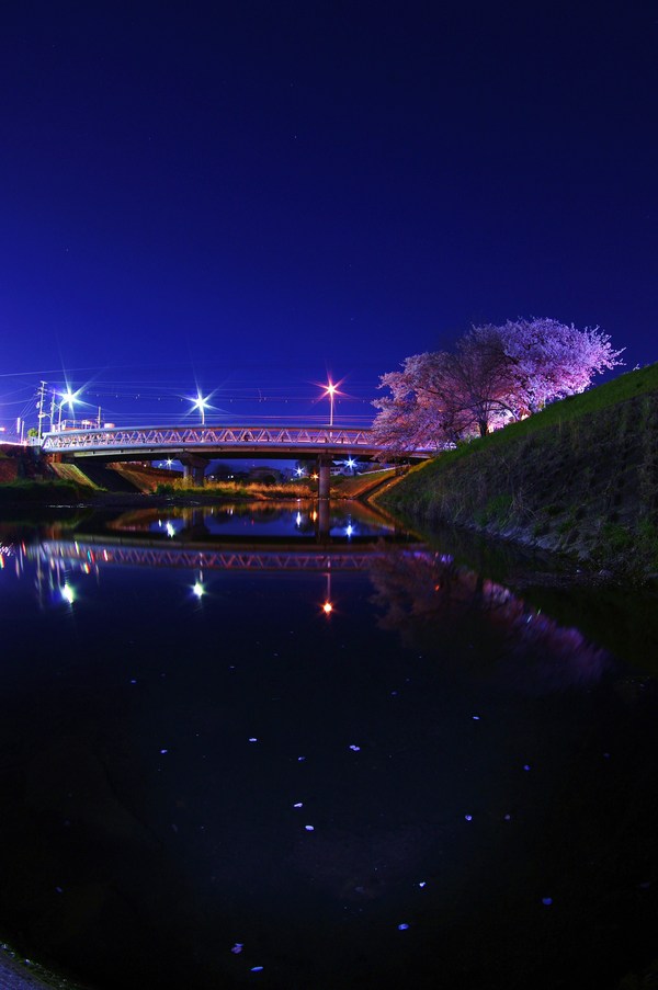 春の芥川