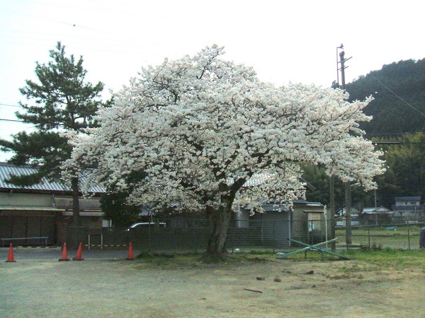 原公民館の桜