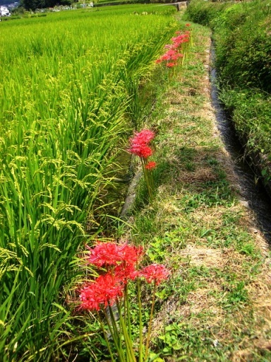 秋の到来 ~彼岸花が咲きました~