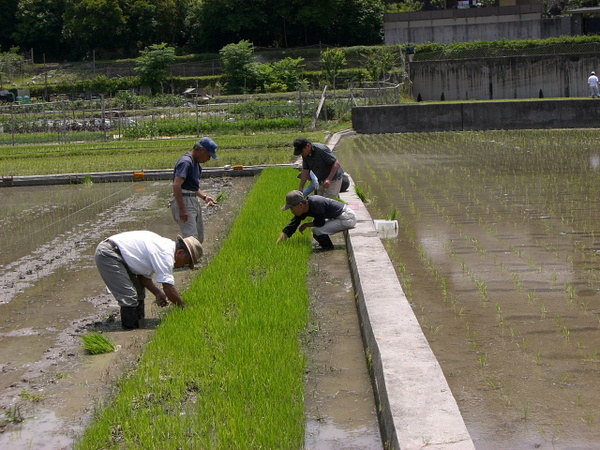 酒米五百万石の田植え