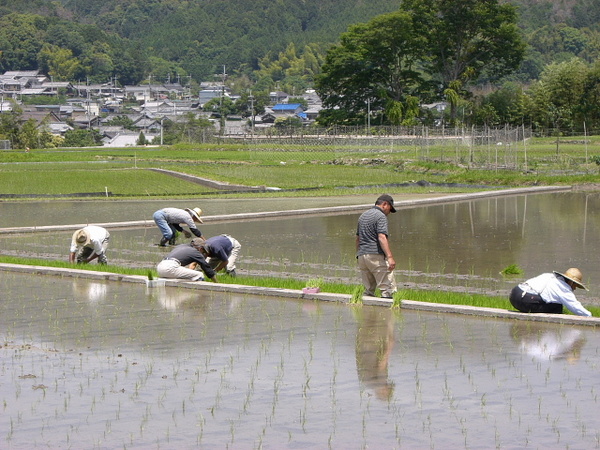 酒米五百万石の田植え
