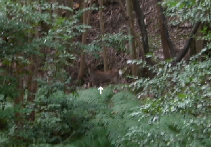 神峯山の森の鹿