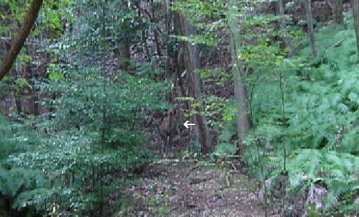 神峯山の森の鹿