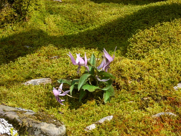 サンシュの花とカタクリの花
