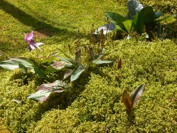 サンシュの花とカタクリの花