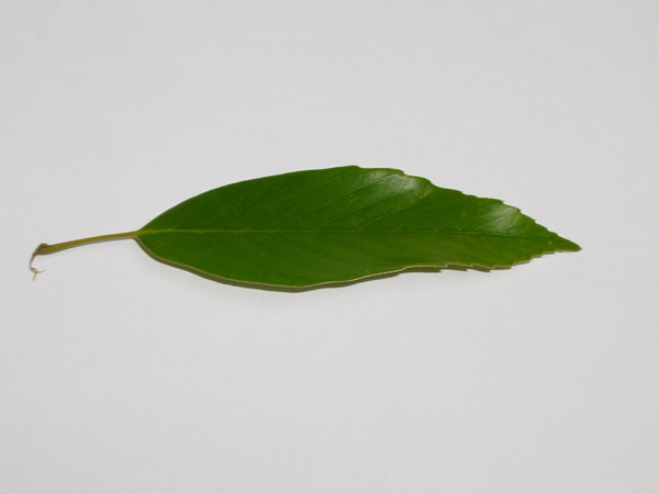 荒樫の葉
