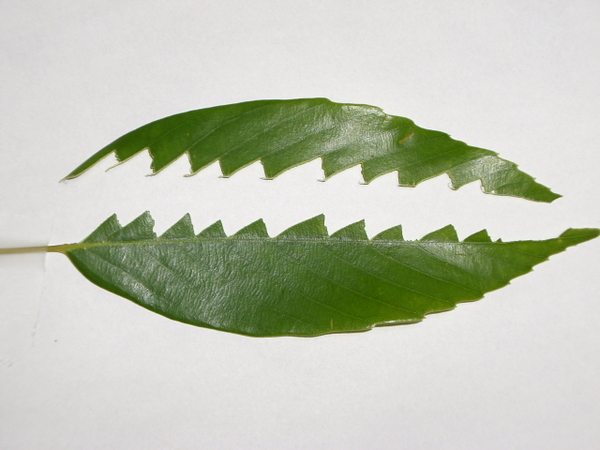荒樫の葉