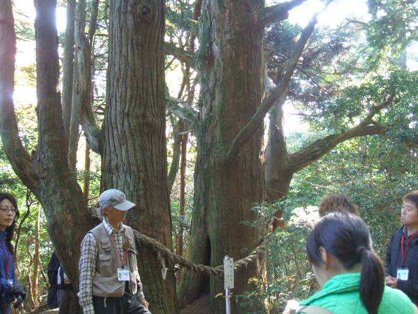 天狗腰掛けの杉