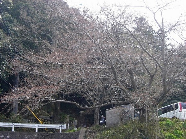 牛地蔵の大きなサクラ