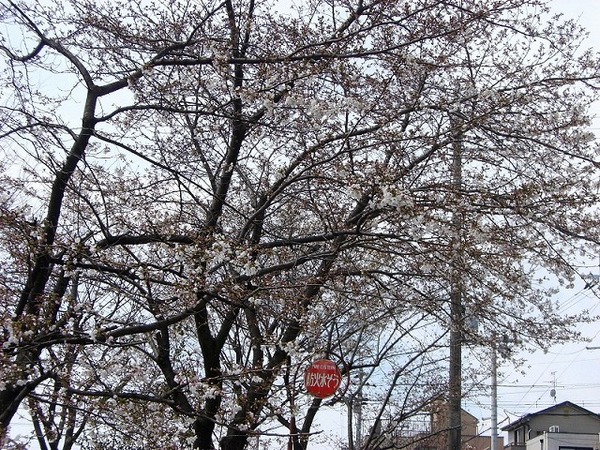 牛地蔵の大きなサクラ