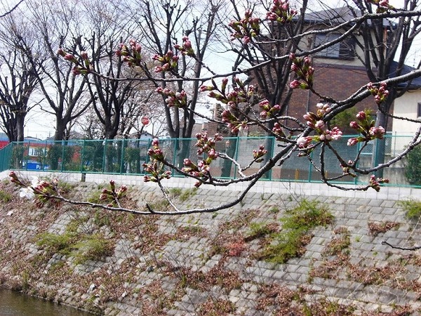 牛地蔵の大きなサクラ