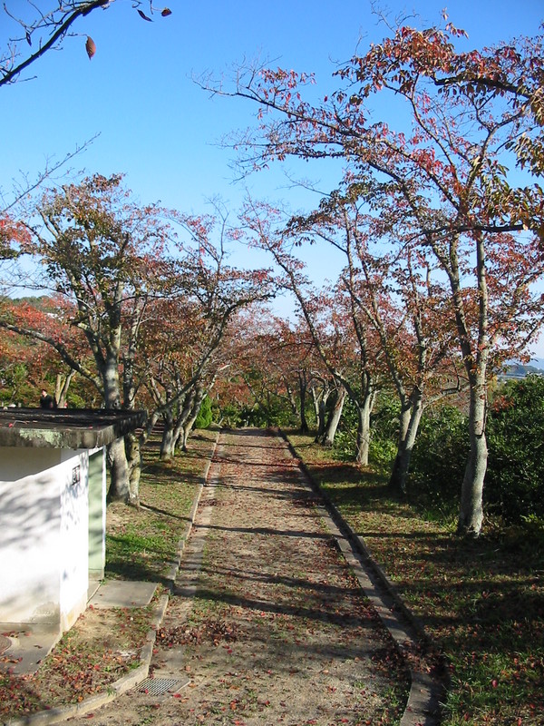 摂津峡の桜紅葉