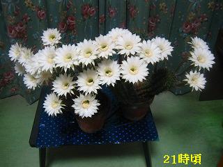 サボテンの開花