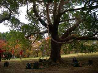 万博公園に子供と一緒に紅葉狩り