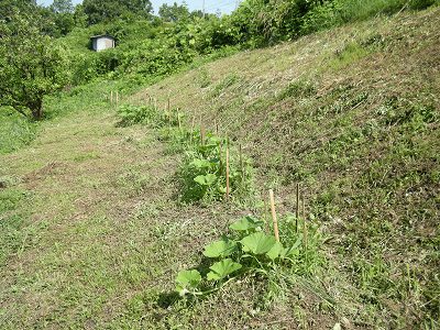 中休みには草刈りを