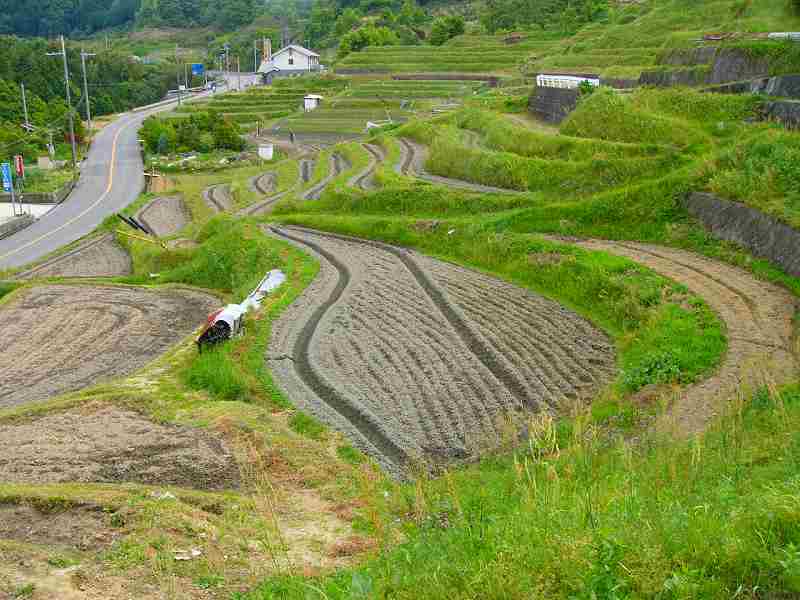 棚田の風景