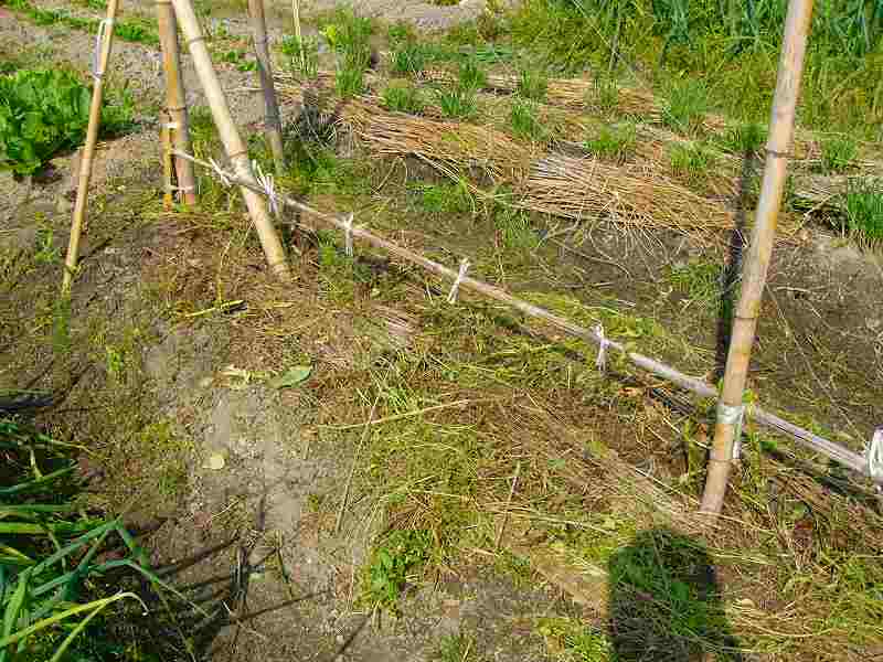 エンドウ撤去す