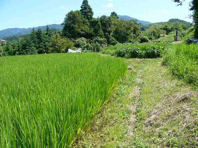 稲穂が咲く