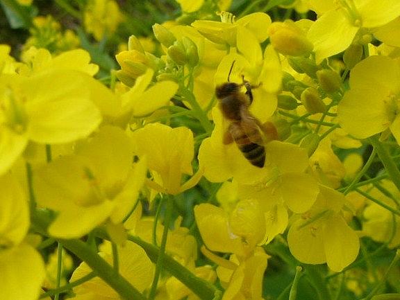 蜜蜂の来訪