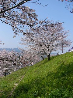 桜並木の街道