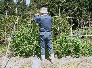 夏野菜の植え付け準備を