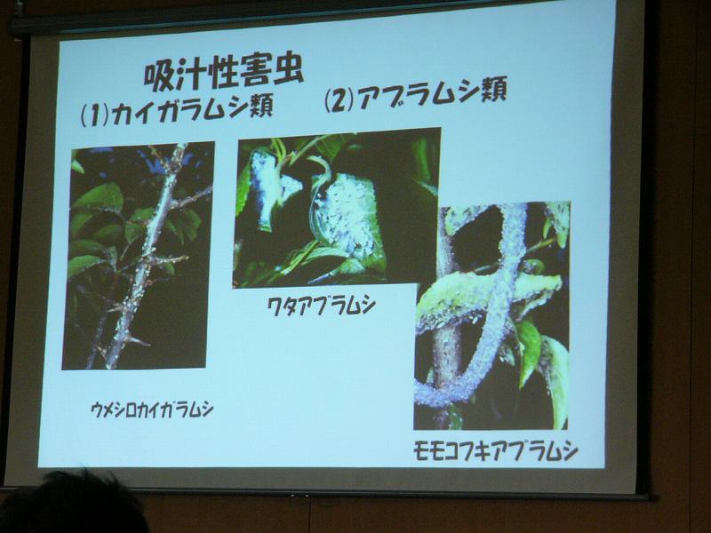 樹木の病気と害虫