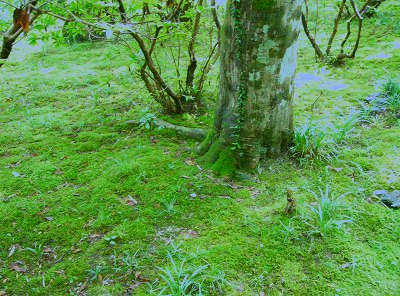 癒しの場は神社仏閣