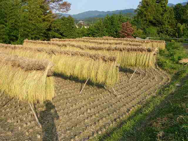 稲刈りだ